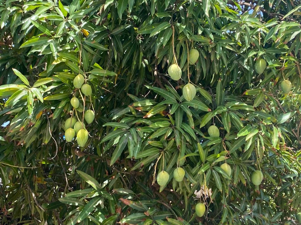 Nirvana Pipa